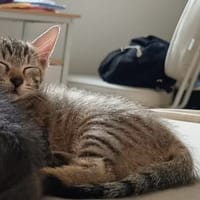 Boris [Chaton], chat à adopter