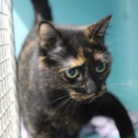NINJA, chatte à adopter