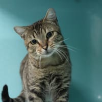 POWER, chat à adopter