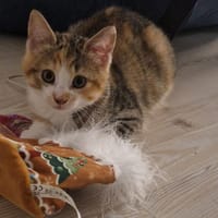 CHARITE, chatte à adopter