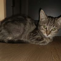 ZELDA, chat à adopter