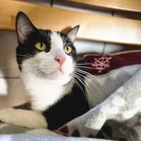 ALONZO, chat à adopter