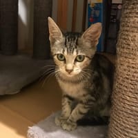 CHUPS, chatte à adopter