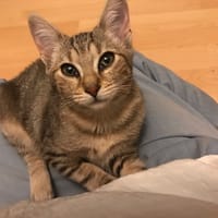 MYLA, chatte à adopter