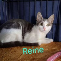 Reine, chatte à adopter