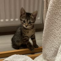 SIMPLETTE, chatte à adopter