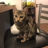 KINDER, chatte à adopter