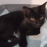 TESS (réservée), chatte à adopter