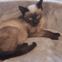 YLIAZ ( réservé), chat à adopter
