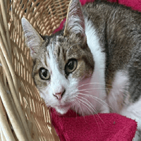 TARZAN (réservé), chat à adopter