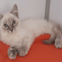 NIKKA (réservée), chatte à adopter