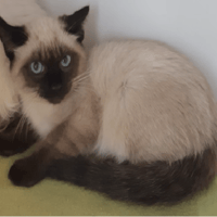 JAMESON (réservé), chat à adopter