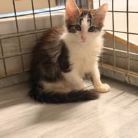 BENTLEY, chatte à adopter