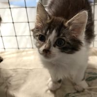 BUGATTI, chatte à adopter