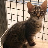 BOLLINGER, chat à adopter
