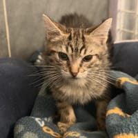 BUICK, chat à adopter