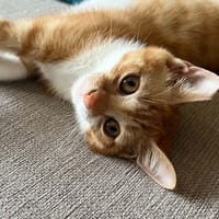 Corail [Chaton], chatte à adopter