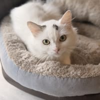 ALPHA, chatte à adopter