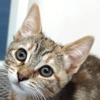 Denchi [Chaton], chatte à adopter