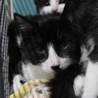YELLOW, chat à adopter