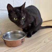 SOARE, chatte à adopter