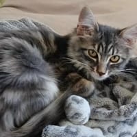 Berlioz [Chaton], chat à adopter
