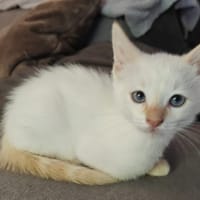 Hikari [Chaton], chat à adopter