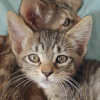 Baku [Chaton], chat à adopter