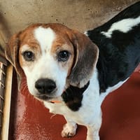 Nanouk, chien à adopter