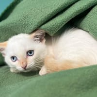 NINJA, chat à adopter