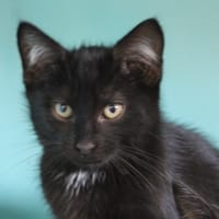 KOJAK, chat à adopter