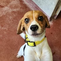MIEL, chienne à adopter