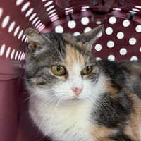 BOUNTYX, chatte à adopter