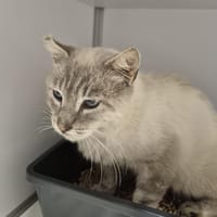 Chamalow, chat à adopter