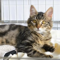 Cachemire CAB6366, chatte à adopter