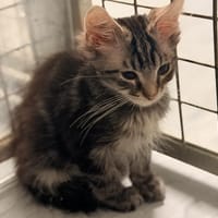 BRABUS, chat à adopter