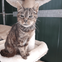 PAULETTE, chatte à adopter