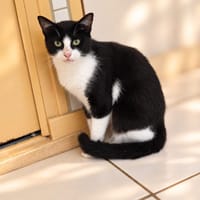 Rainette [FIV+], chatte à adopter