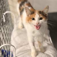 VENETIE, chatte à adopter