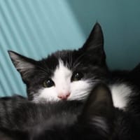 YONA, chatte à adopter