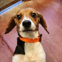 Pop's, chienne à adopter