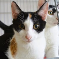 Indie CAB6360, chatte à adopter