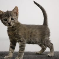 PIPETTE HAB17697, chatte à adopter
