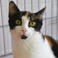 Croquette CAB6362, chatte à adopter