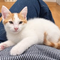 Baba, chat à adopter