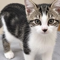 BEKA, chatte à adopter