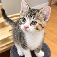Birdy, chatte à adopter