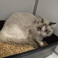 Siam, chatte à adopter