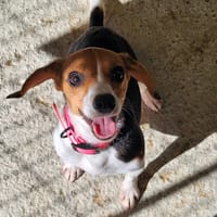 NALA, chienne à adopter