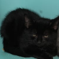 KISMI, chat à adopter